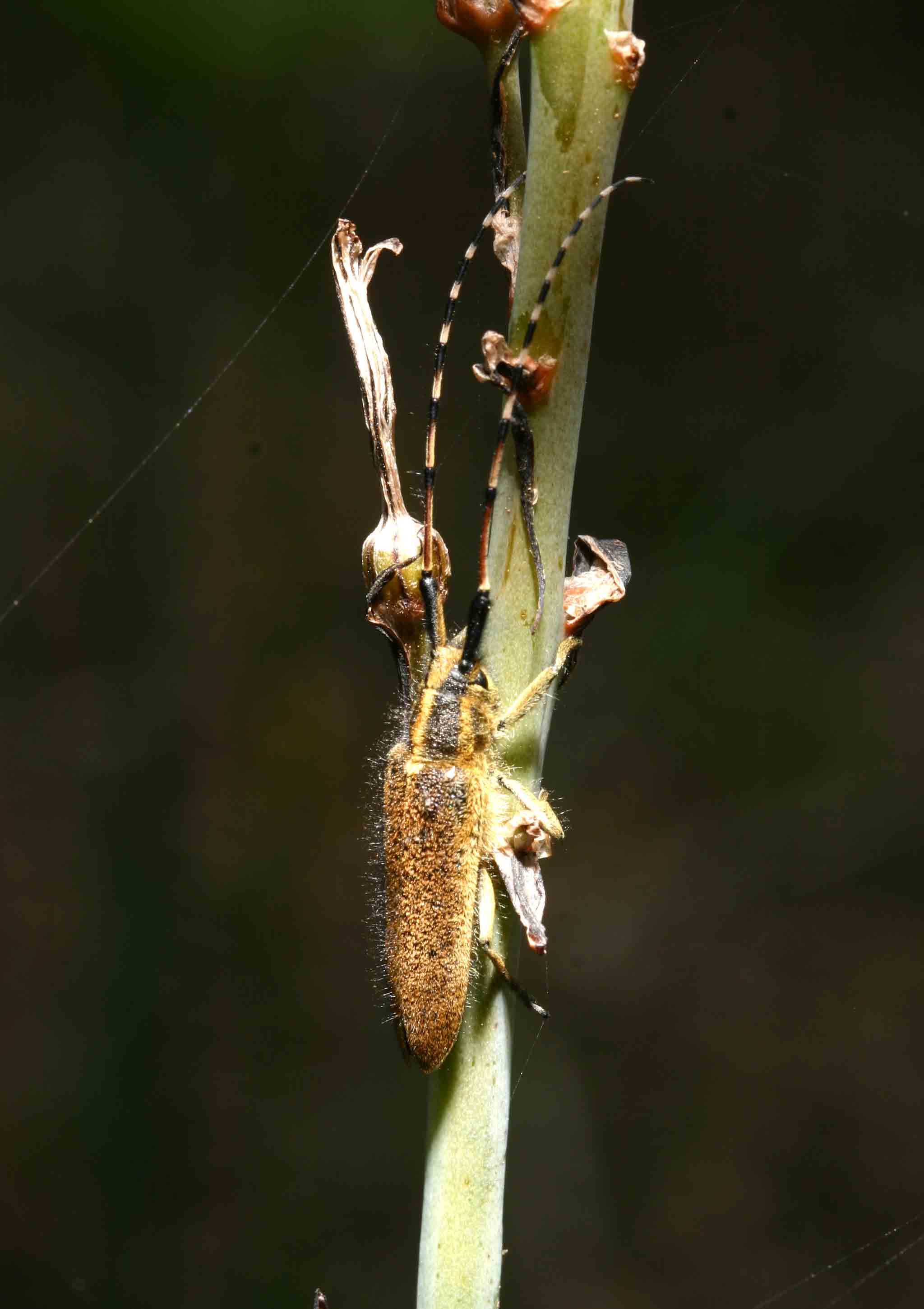Longicorne da determinare: Agapanthia asphodeli